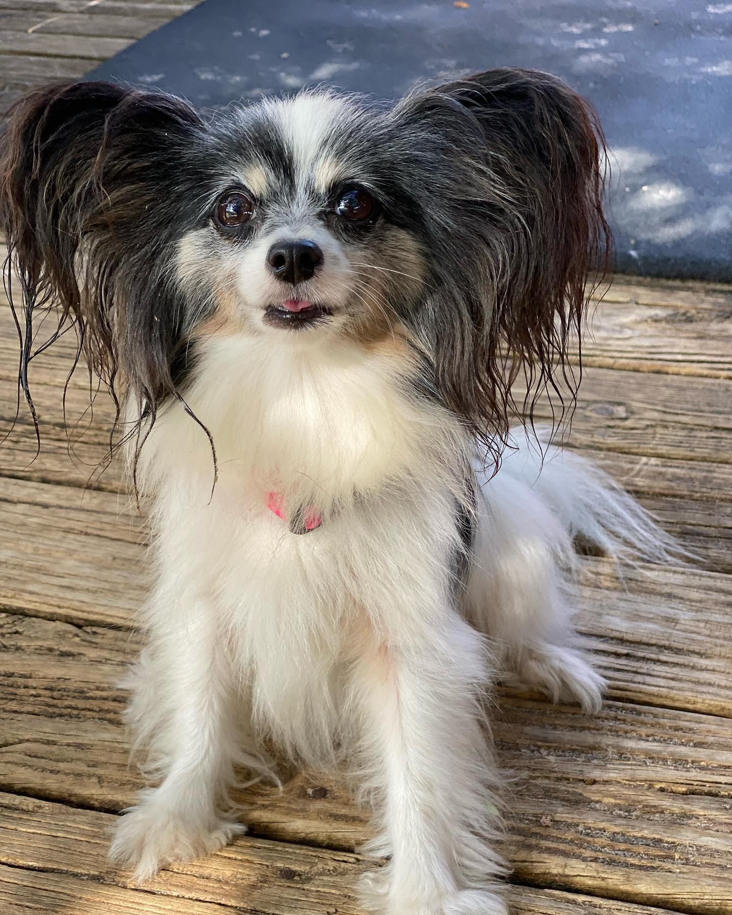 Doglando - Happy 5th birthday to our sweet Remy 💕