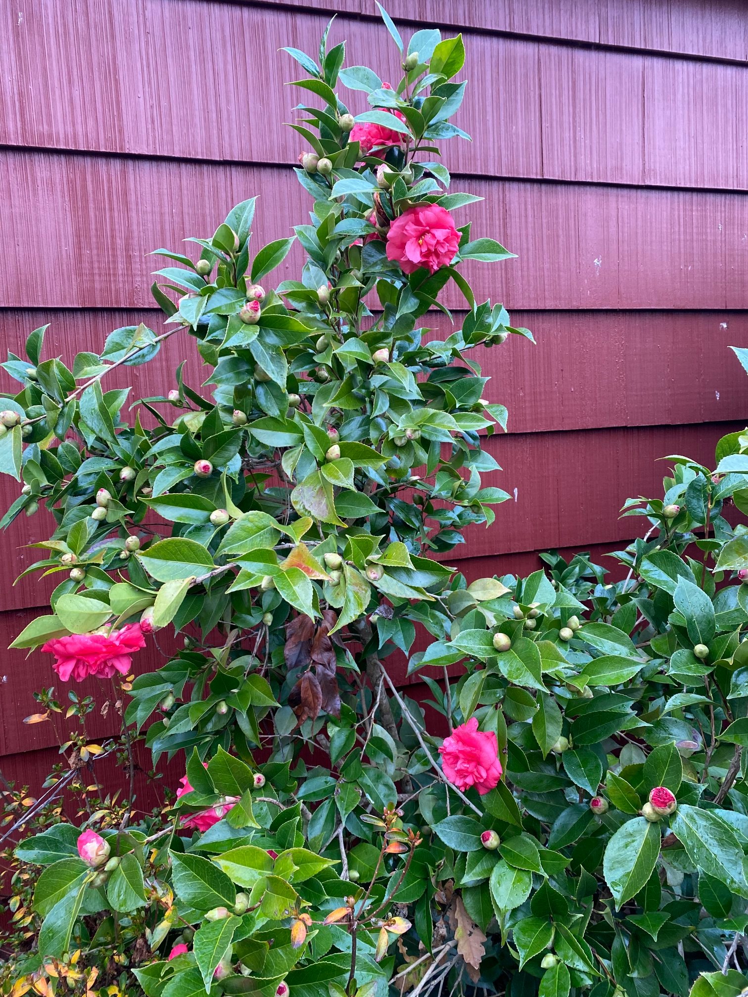 A chilly surprise for our first camellia of the season…