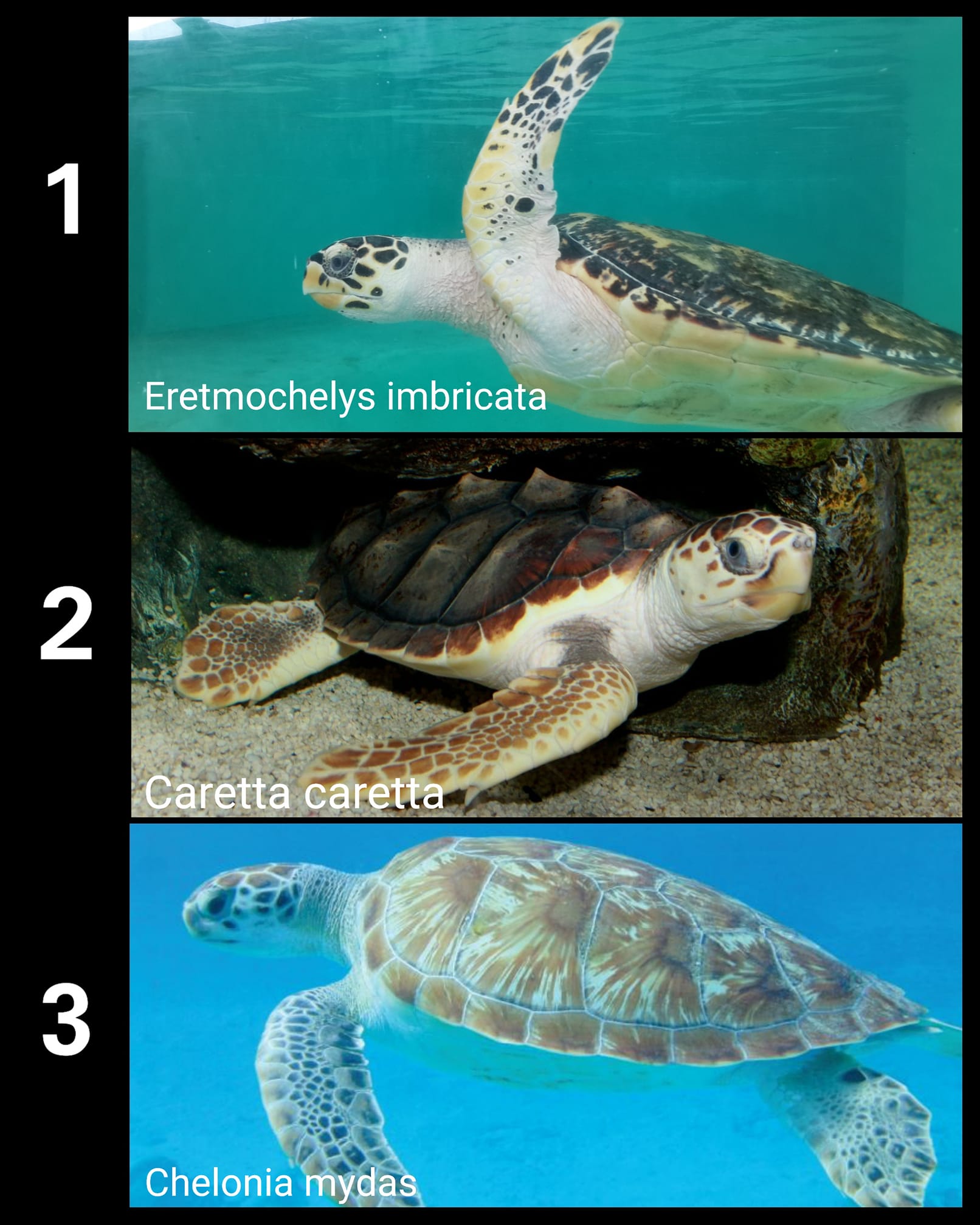 retosemanal-las-respuestas-correctas-son-1-tortuga-carey