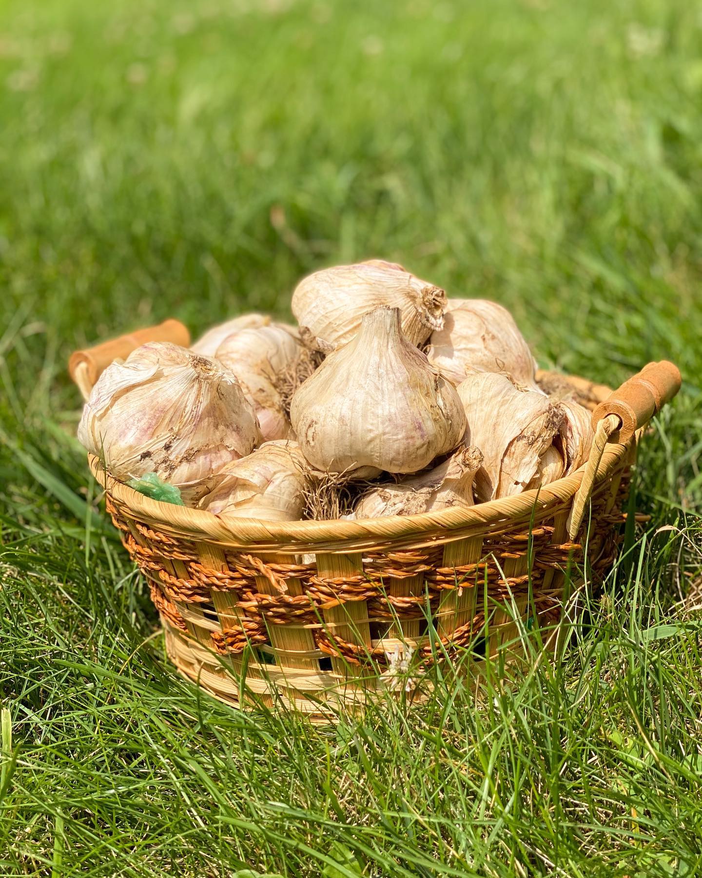Nature's Pantry - We’ve got the garlic! Come grab yourself... | Facebook