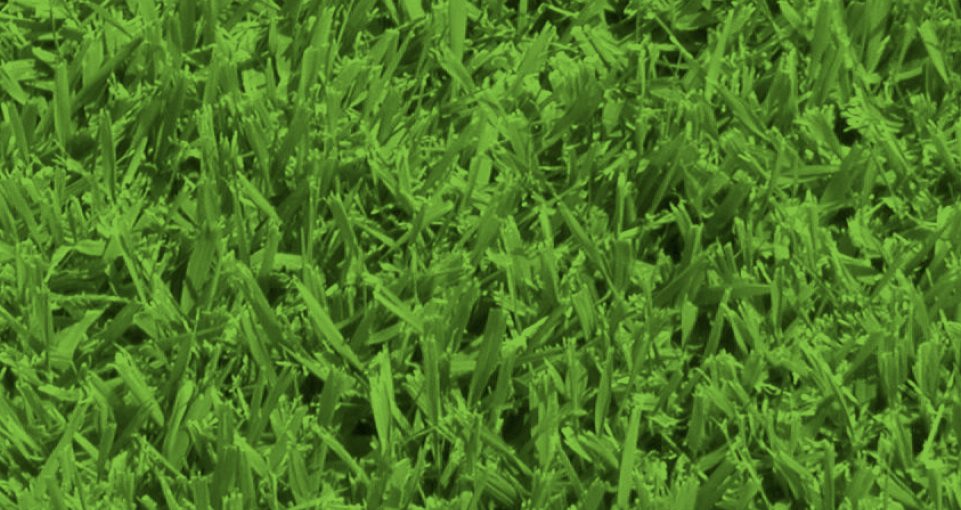 Wild Horse Turf - Did you know? Research undertaken by... | Facebook