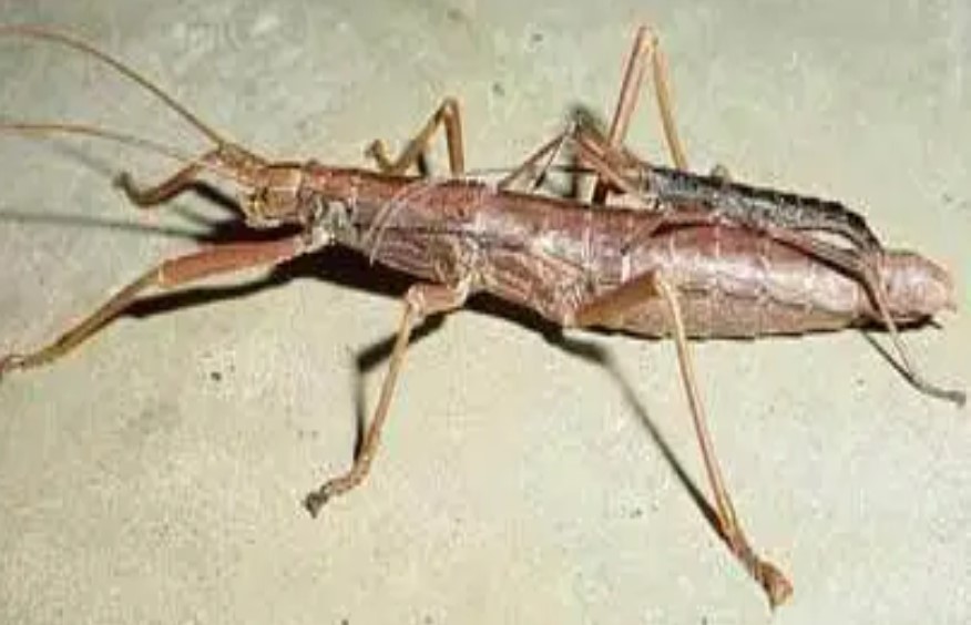STICK INSECTS Stick insects are part of the Order Phasmatodea (also ...