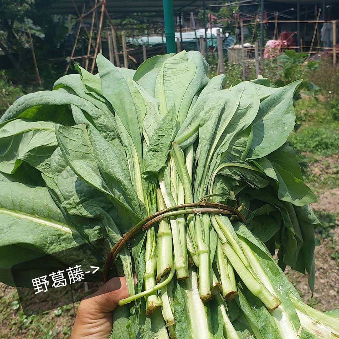 隔離既姨姨送了一扎苦麥菜, 佢扎得十分整齊細看之下,... - 自然脈絡 Natural Network