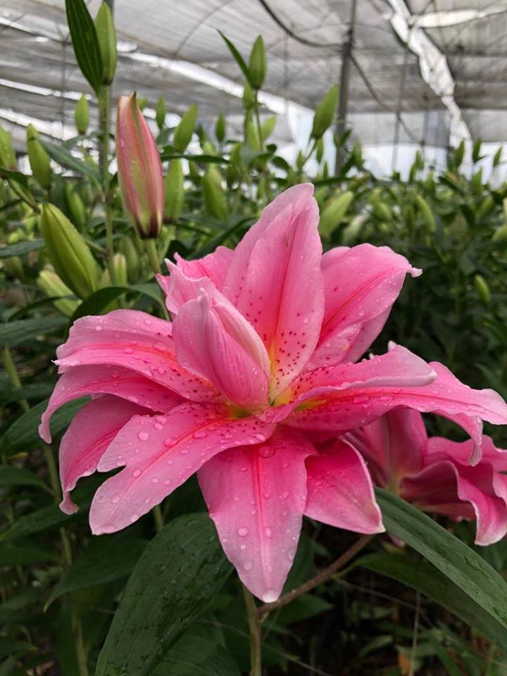 Rio Roses - As we take a stroll today on our farm, we enjoy our Rio ...