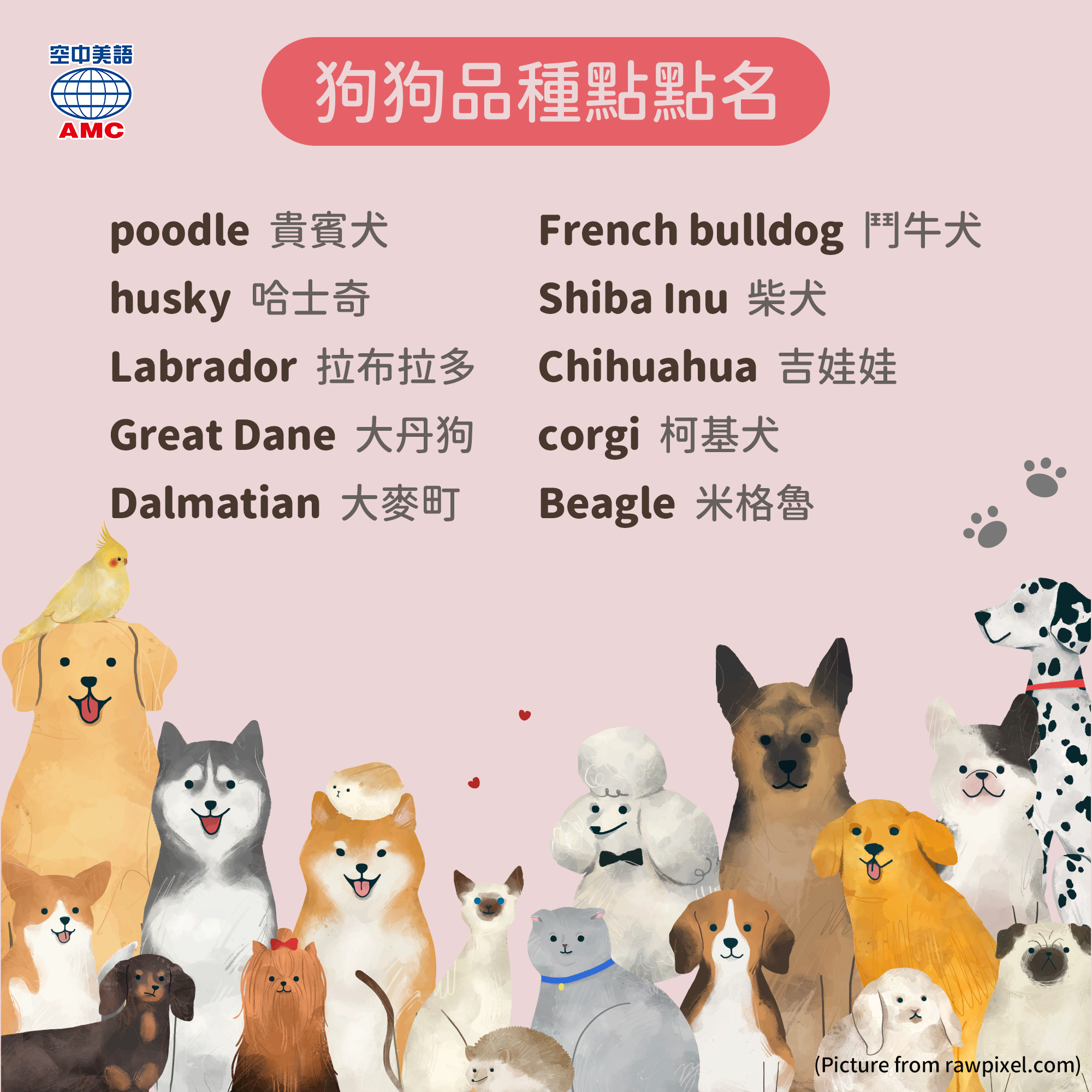 A+ English 空中美語 - 家裡養狗狗的粉絲們看過來～今天要跟大家介紹幾個比較常見的品種狗，英文名稱怎麼說，趕... | Facebook