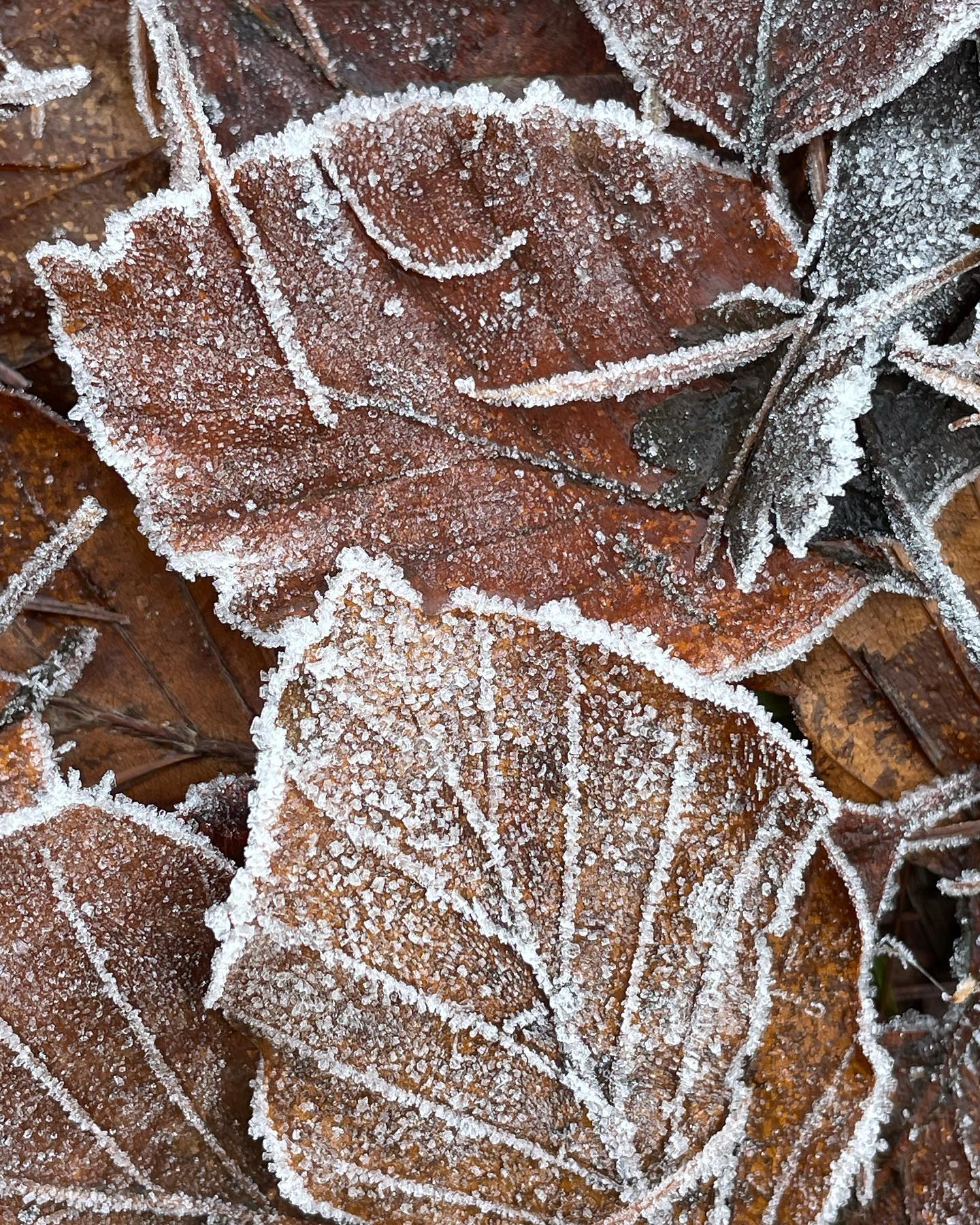 It’s getting fierce wintry.. warm... - Brennan's Kilteel Inn