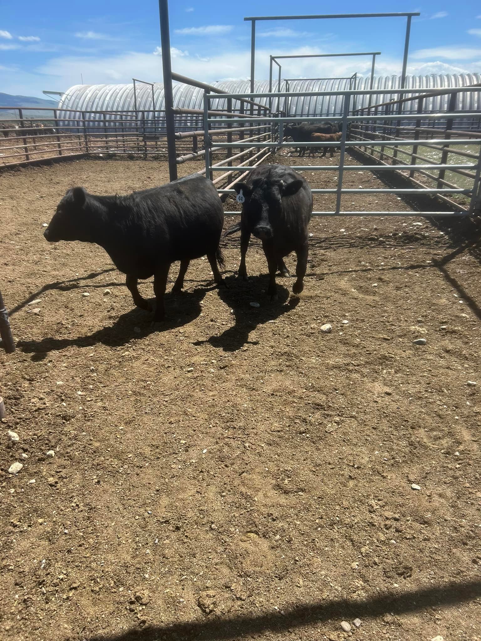 Red Eye Rodeo