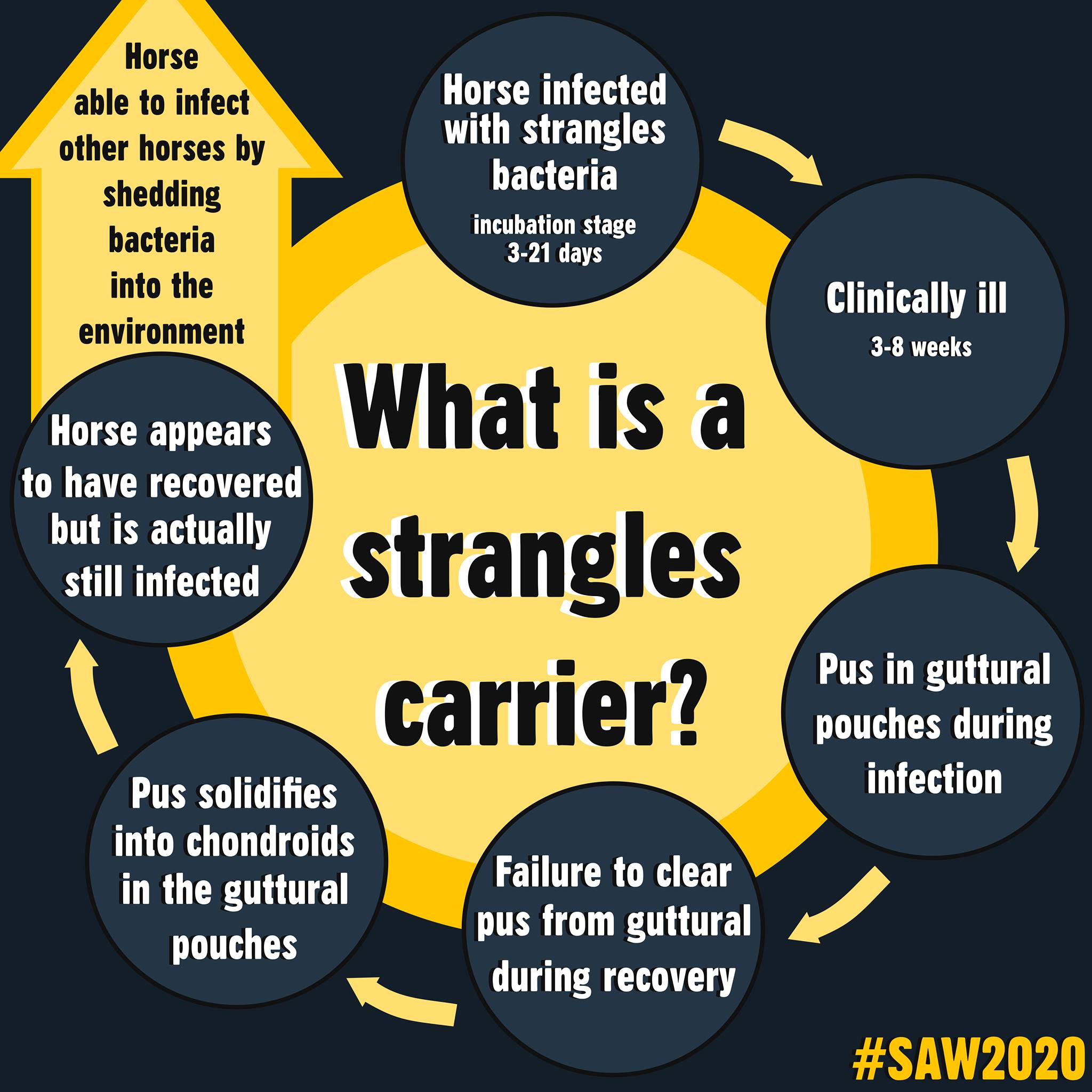 What is a strangles carrier?... - The British Horse Society | Facebook
