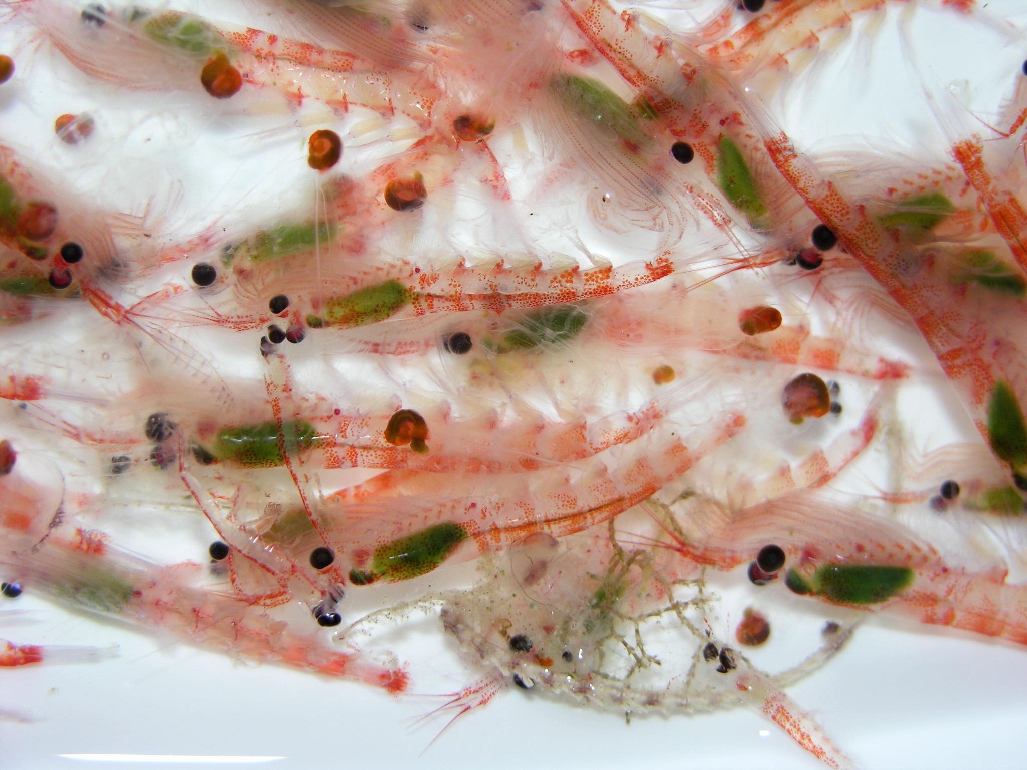 Woods - #Krill may be tiny, but their presence in the ocean is mighty ...