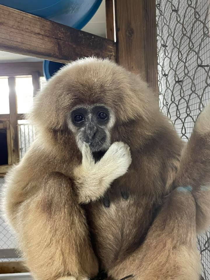 American Primate... - American Primate Educational Sanctuary