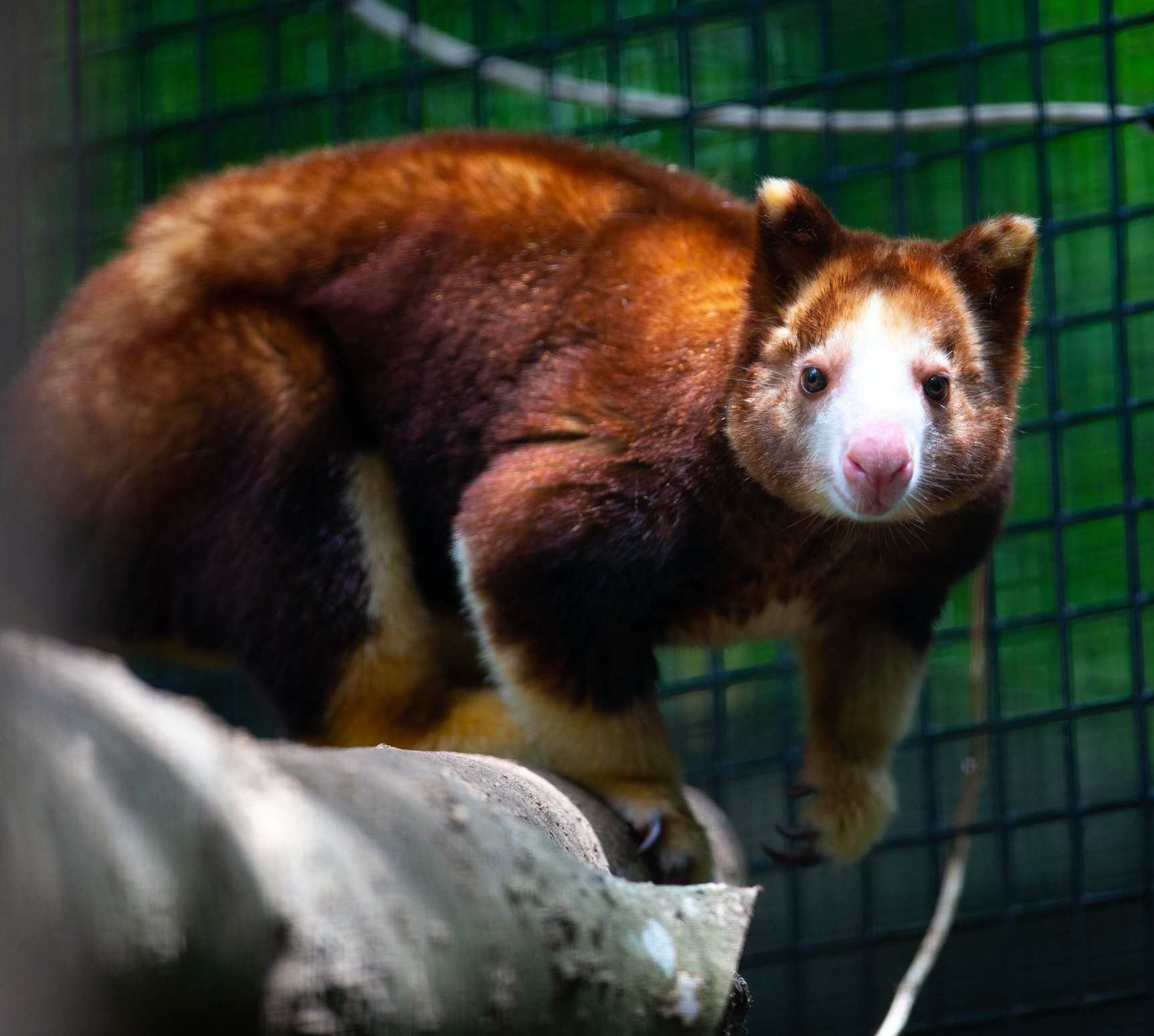 Happy Mother’s Day to new Mama... - Tree Kangaroo SSP Page | Facebook