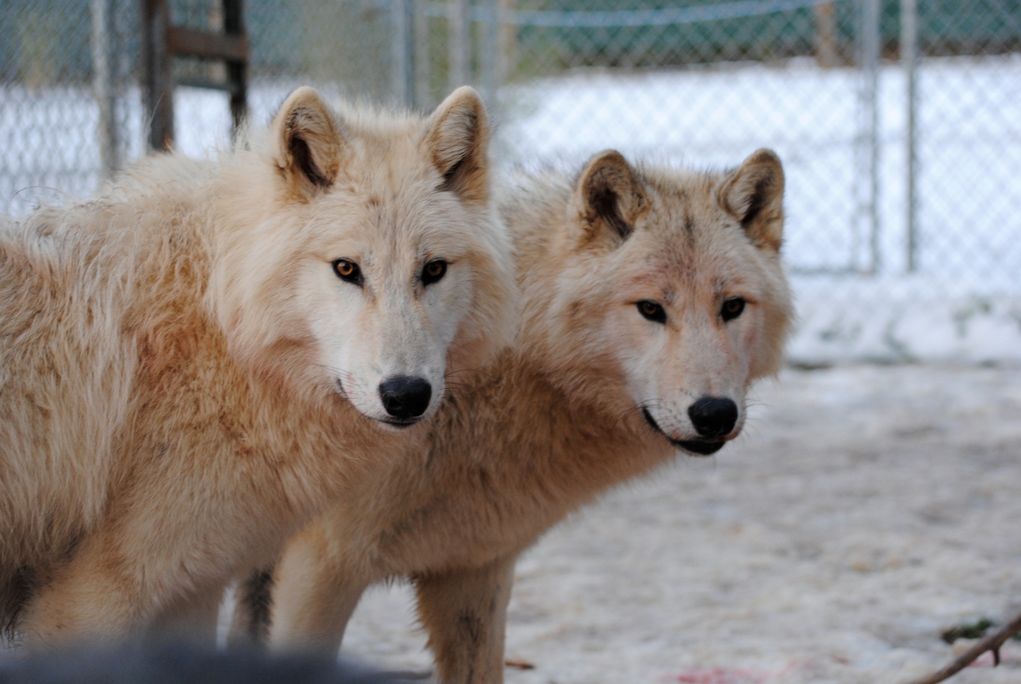 Happy 13th birthday to Wolf Brothers at Animal Park NC