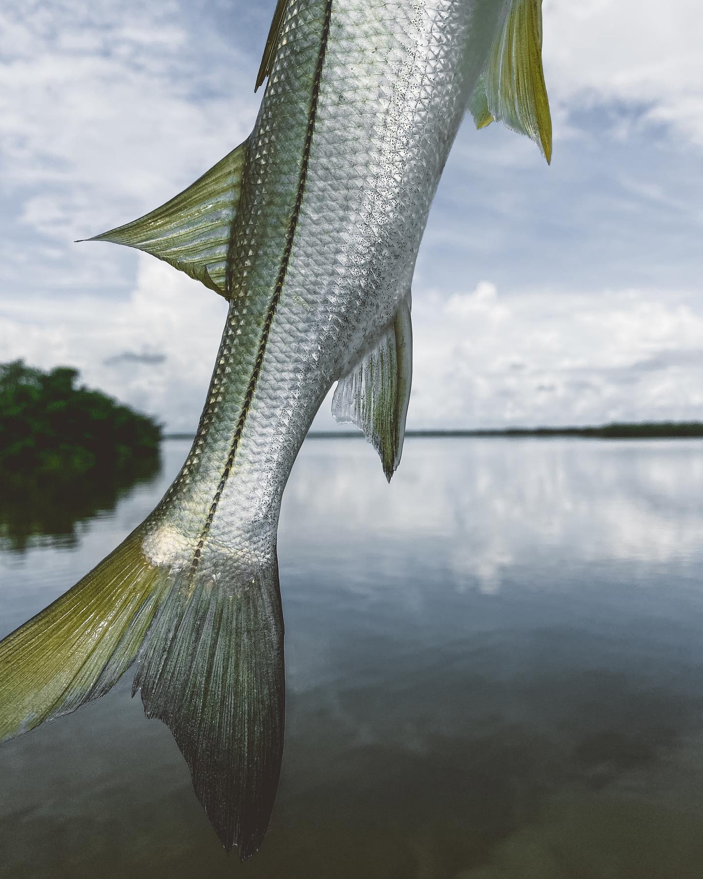Quality Snook caught and released after a quick picture in