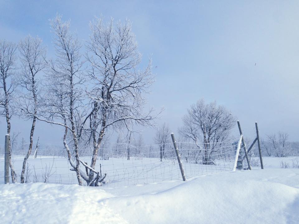 Camp Ripan AB | Kiruna