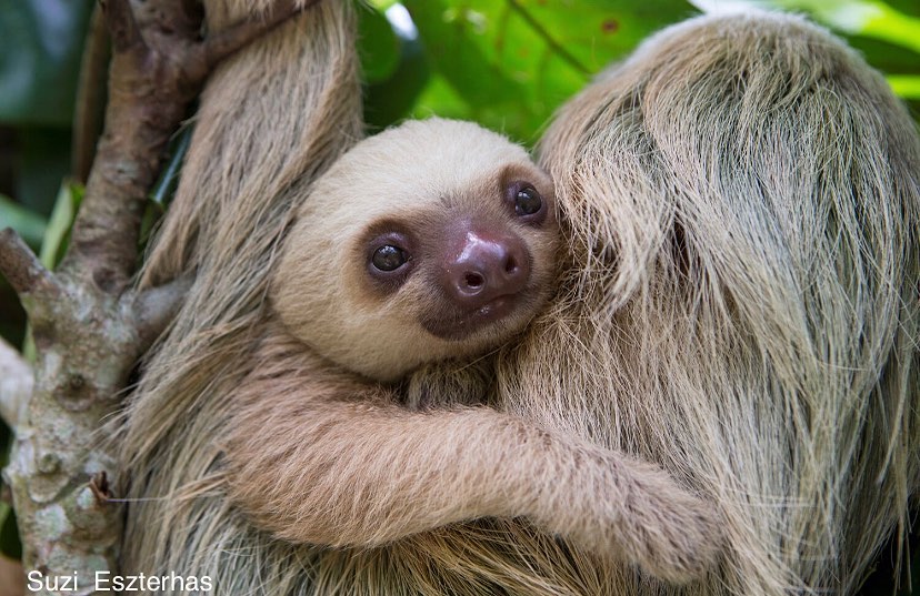 The Sloth Conservation Foundation - Tag your mom in this post 👇🏼 for ...