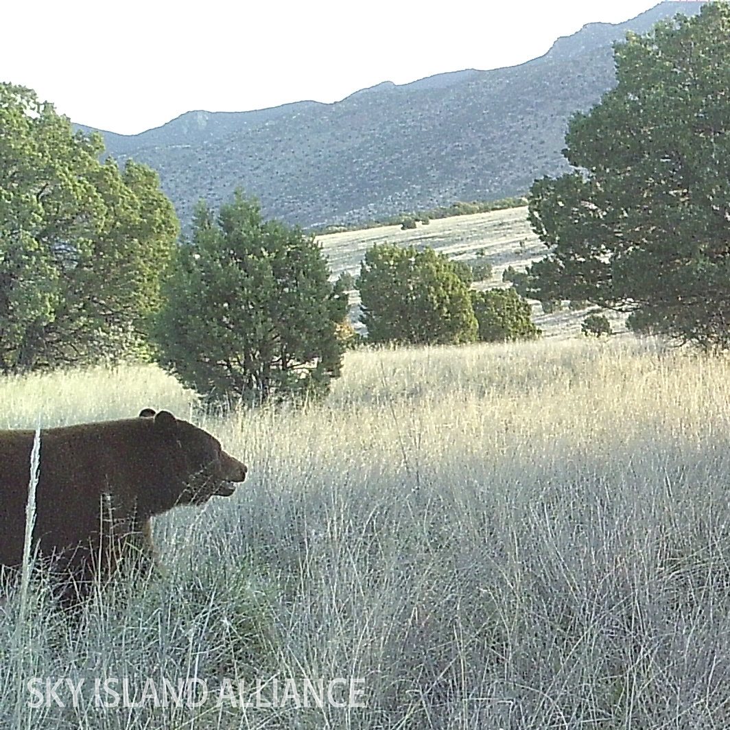 Sky Island Alliance - Big news! We just spotted the first #blackbear of ...