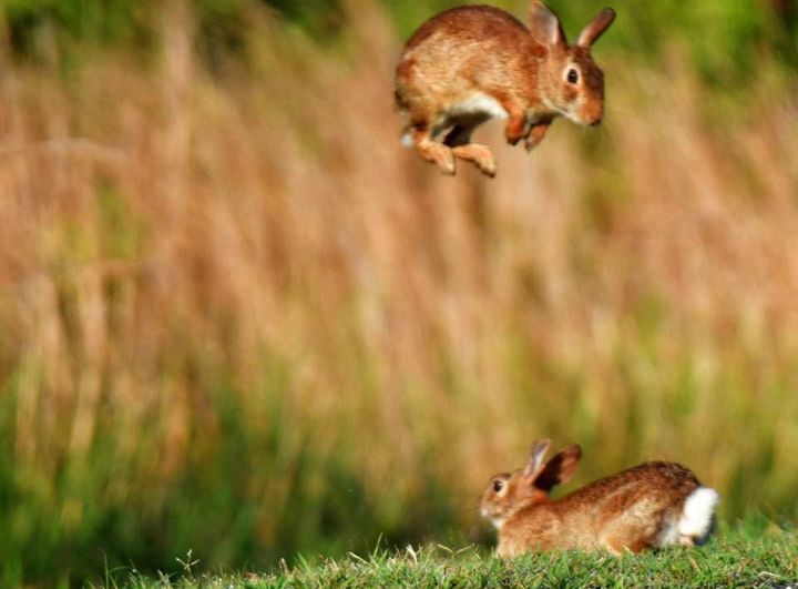 Denison - This weekend has us thinking rabbits! Here in CT we have the ...