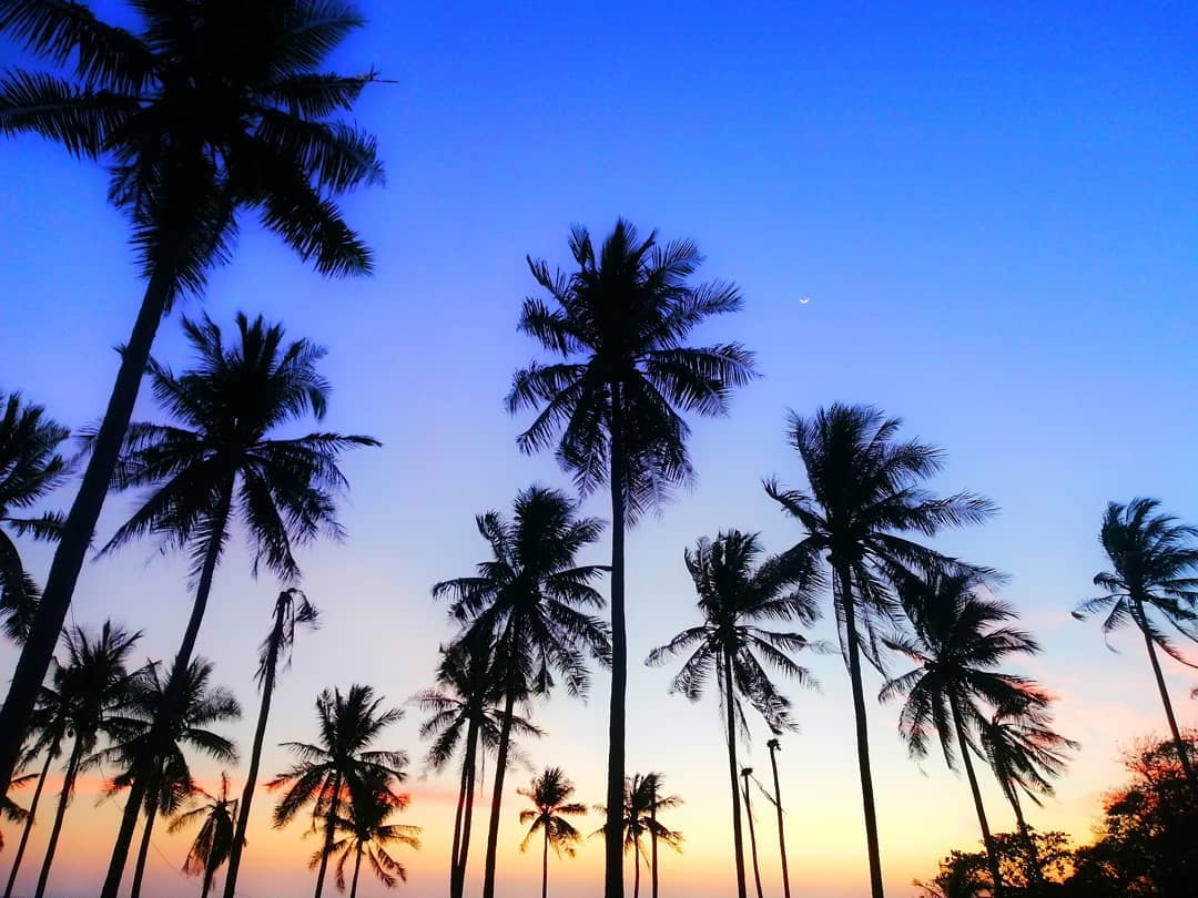 The Racha - The coconut tree, the symbol of The Racha,...