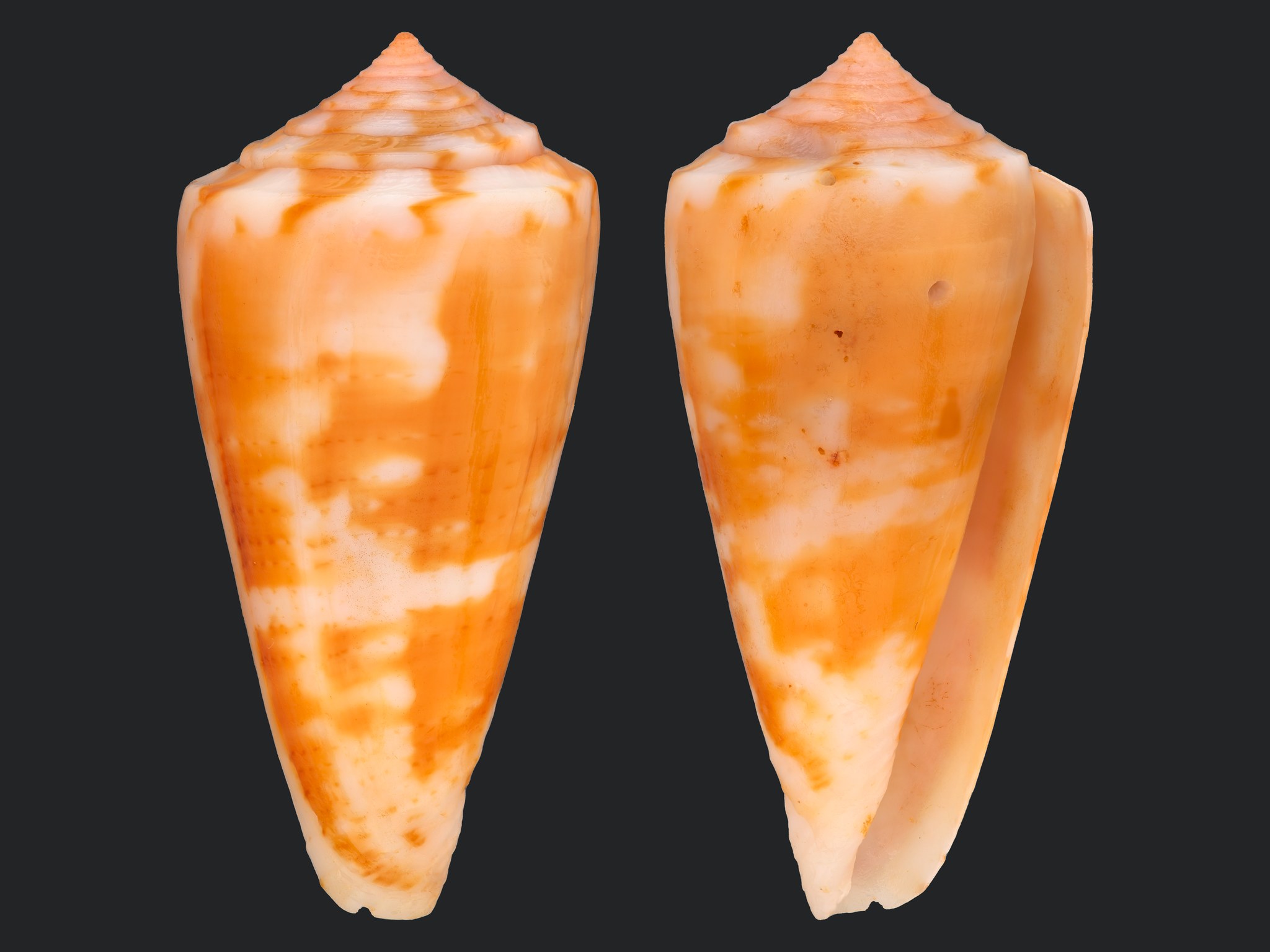 Darioconus auricomus, mm.47+ by divers at about 20 mt.depth from