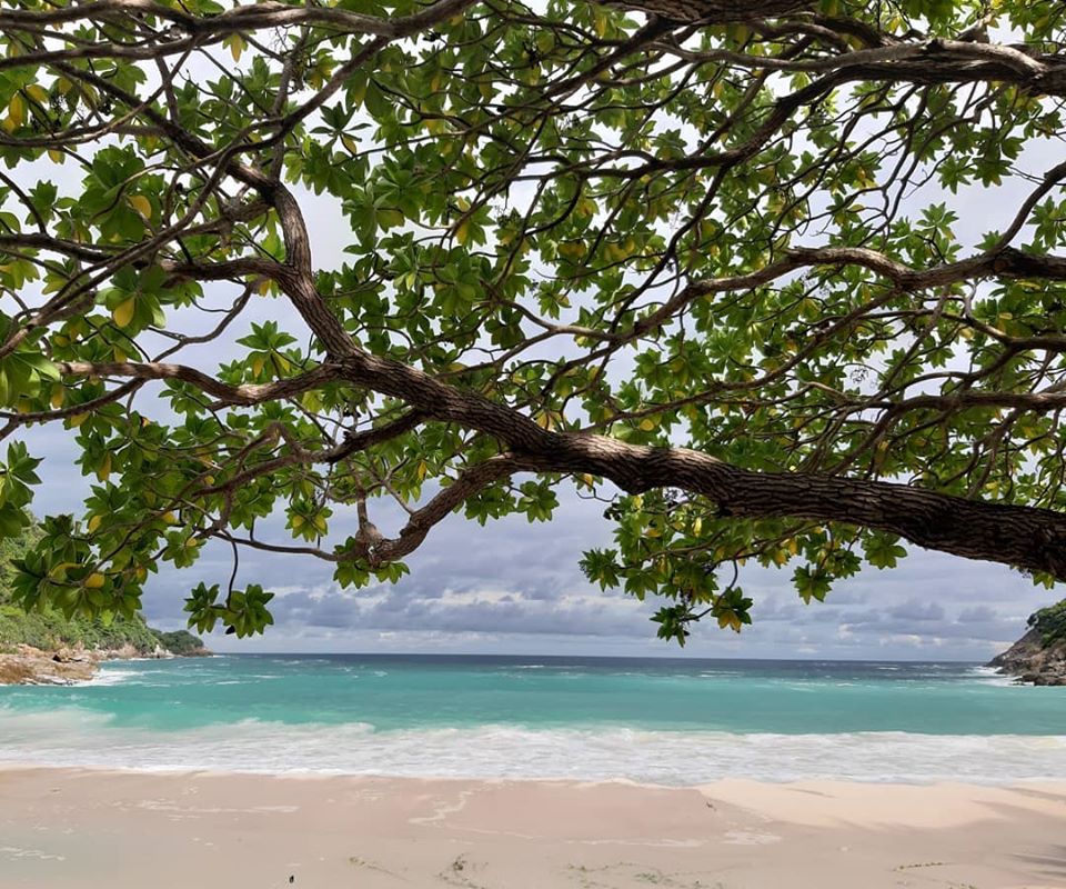 The Racha - The Rak Talay Tree shades you from the heat... | Facebook