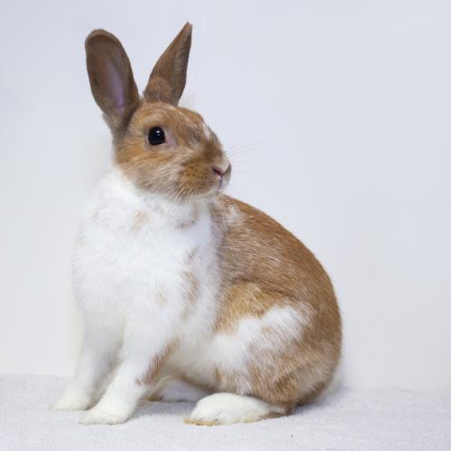 Meet Chrissy! Chrissy... - Long Island Rabbit Rescue Group