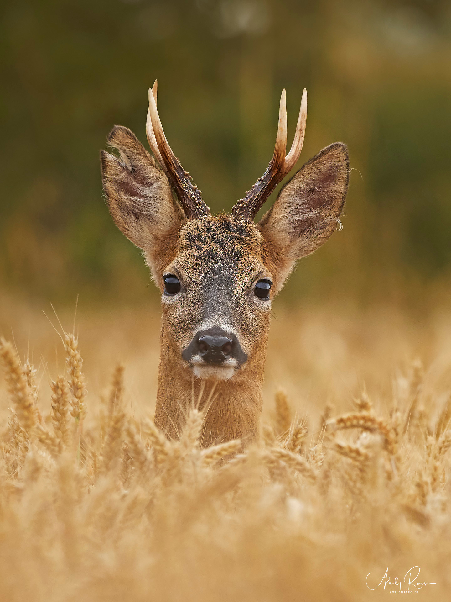 A lovely roe buck stalked... - Andy Rouse Photography | Facebook