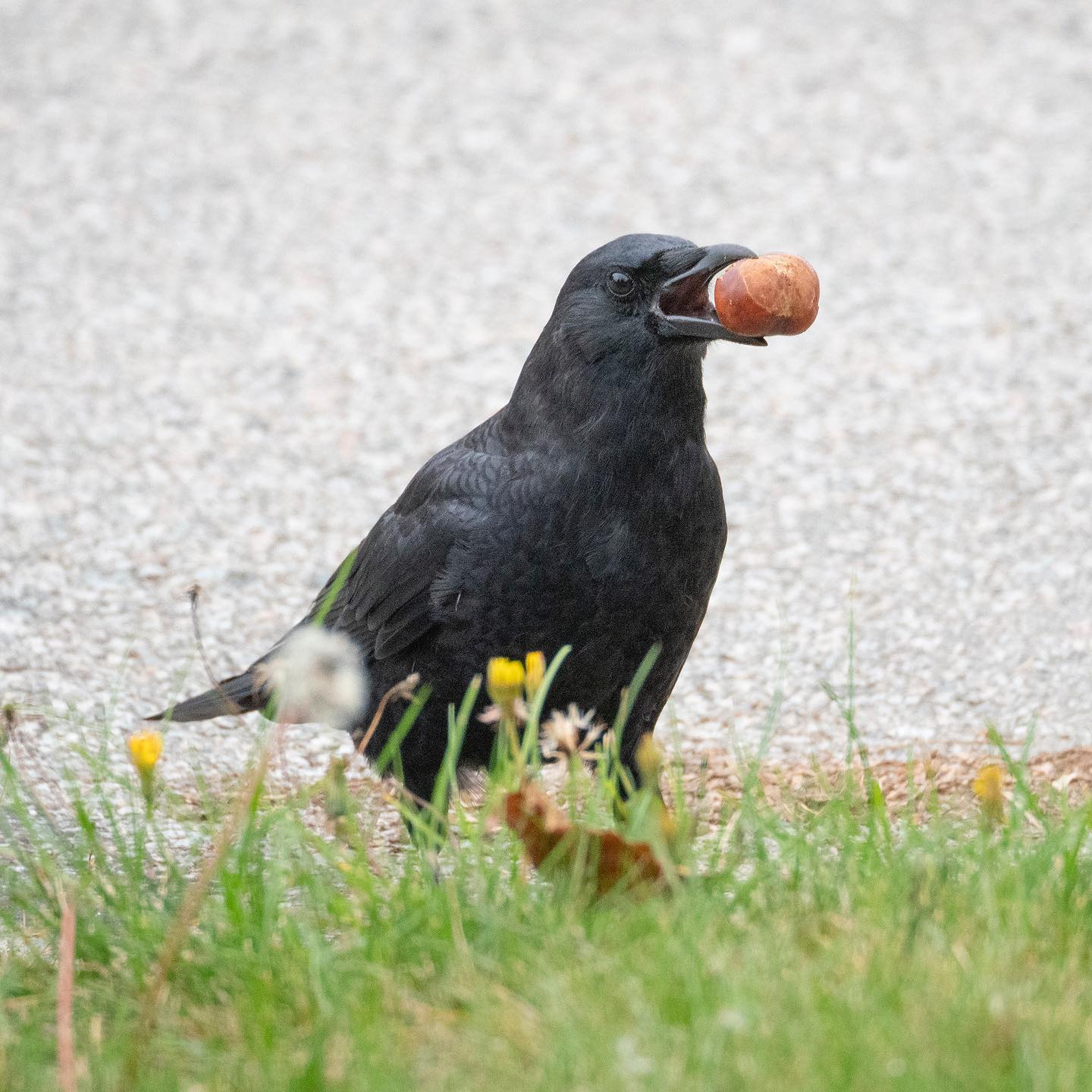 Crows are bonkers for conkers at this... - June Hunter Images