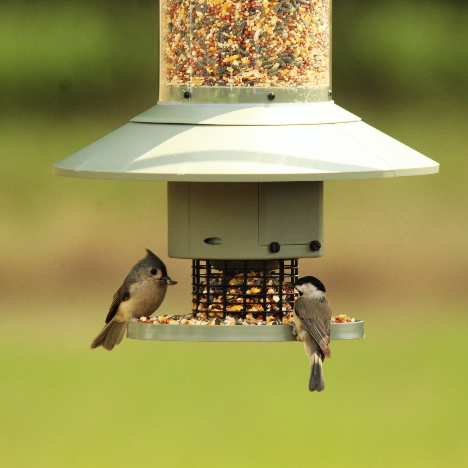 WINGSCAPES - 🪶Happy National Bird Day!! 🪶 To celebrate,... | Facebook