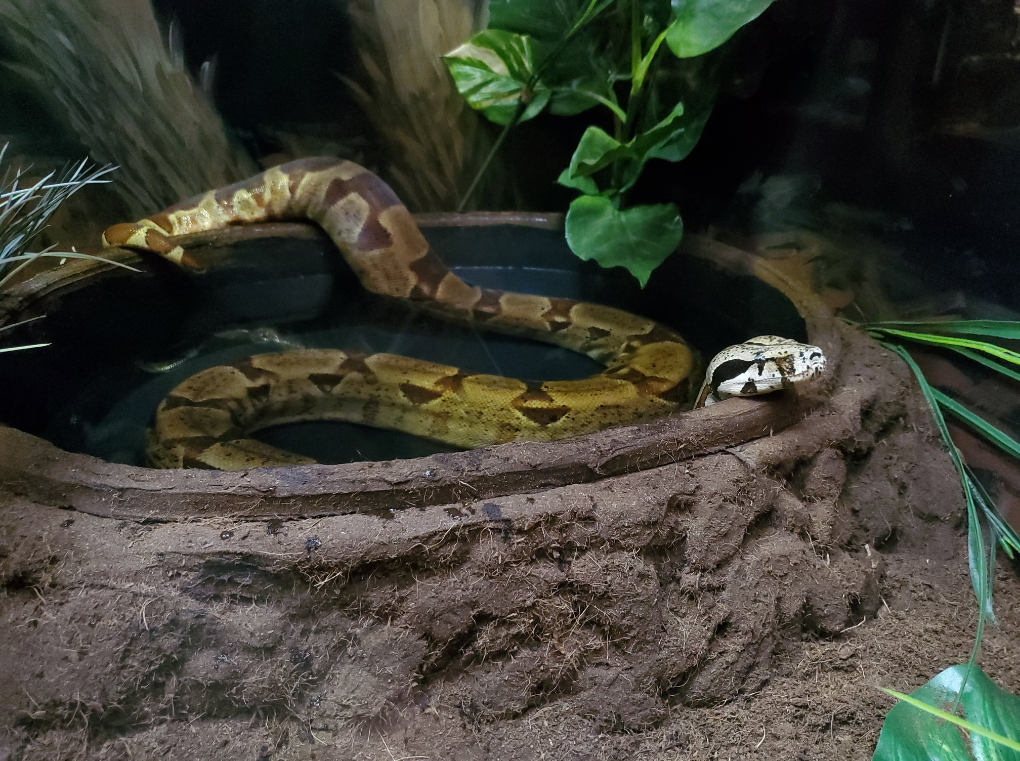 California Science Center - Red-tailed boas, also commonly referred to ...