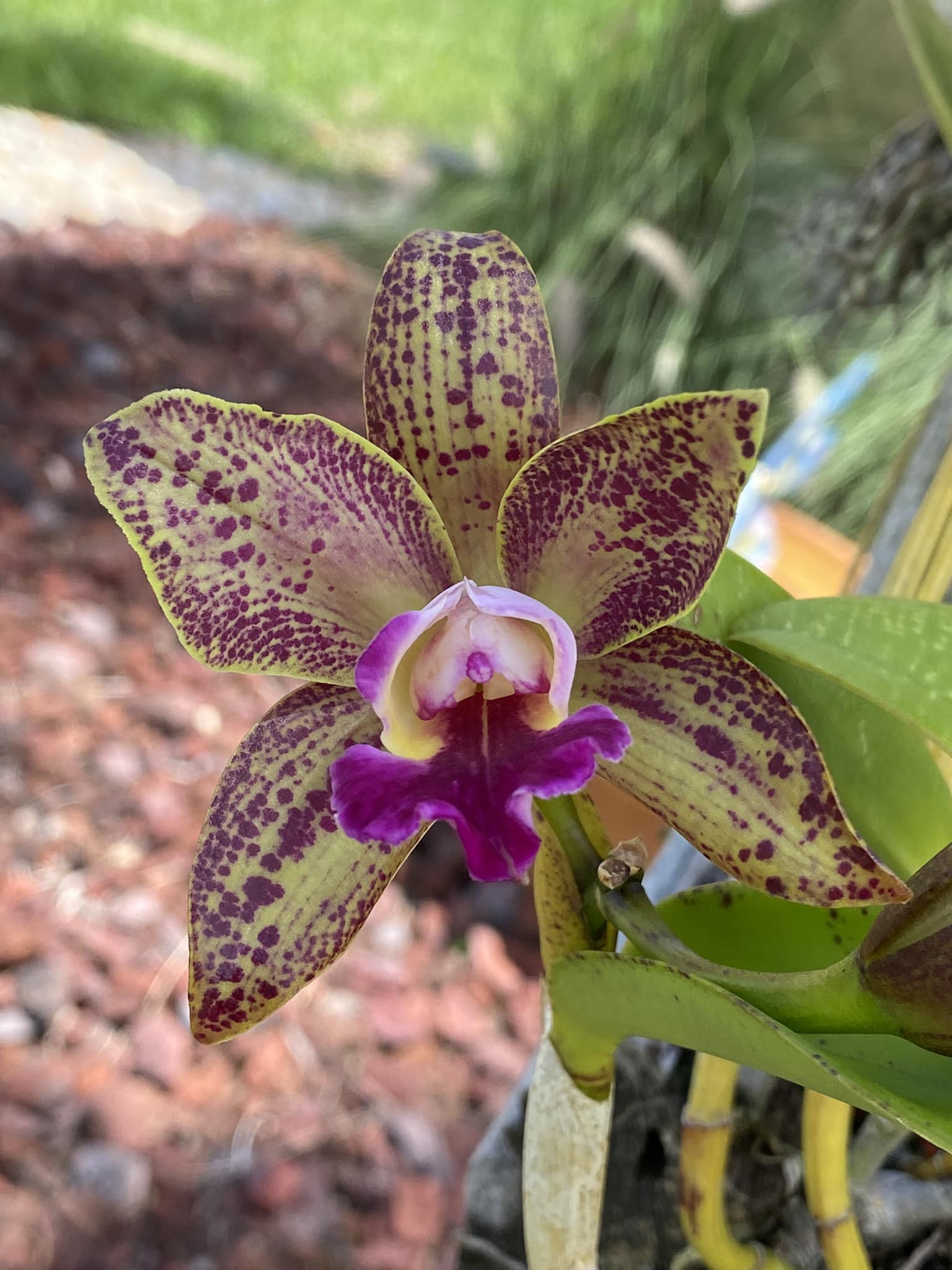 This is C. Llory Ann 'Paradise' (C. Memoria Robert Strait x C