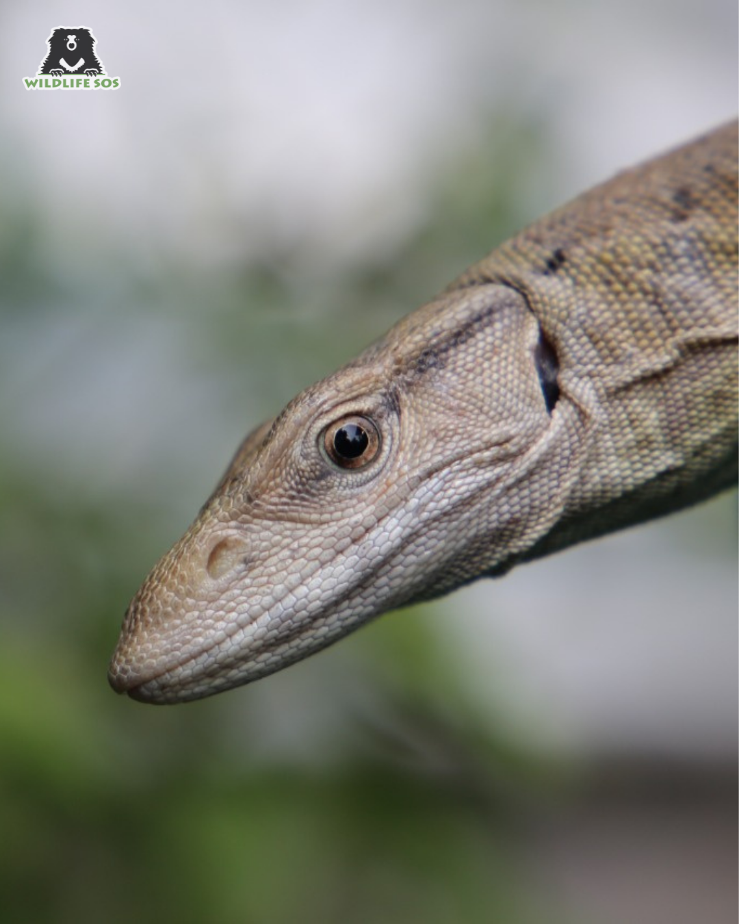 Wildlife SOS - India is home to four monitor lizards – the... | Facebook