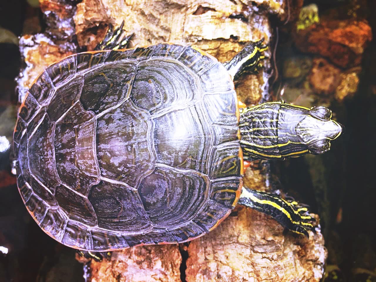 Say hi to Pablo 🐢 Isn’t he... - Como Park Animal Hospital