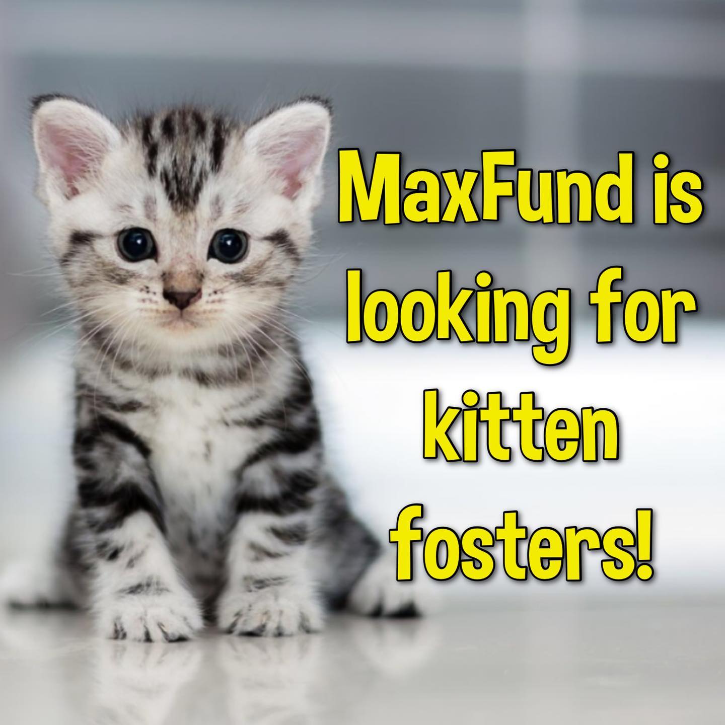 WE... - MaxFund No-Kill Animal Shelter and Adoption Center