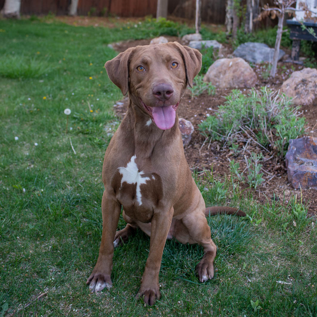 Meet Blossom! She is just 2 years old... - Ruff Patch Rescue