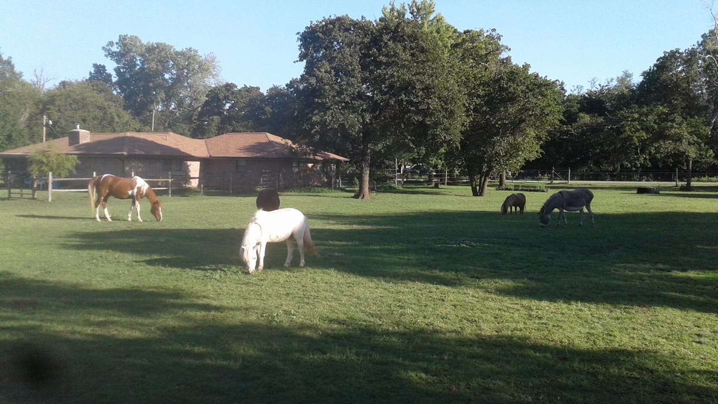 Spirit Horse Ranch updated their... - Spirit Horse Ranch