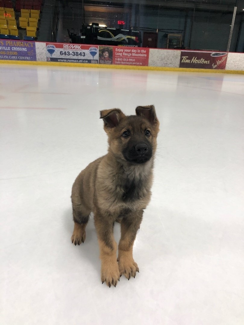 Royal Canadian Mounted Police in Newfoundland and Labrador - Those paws ...