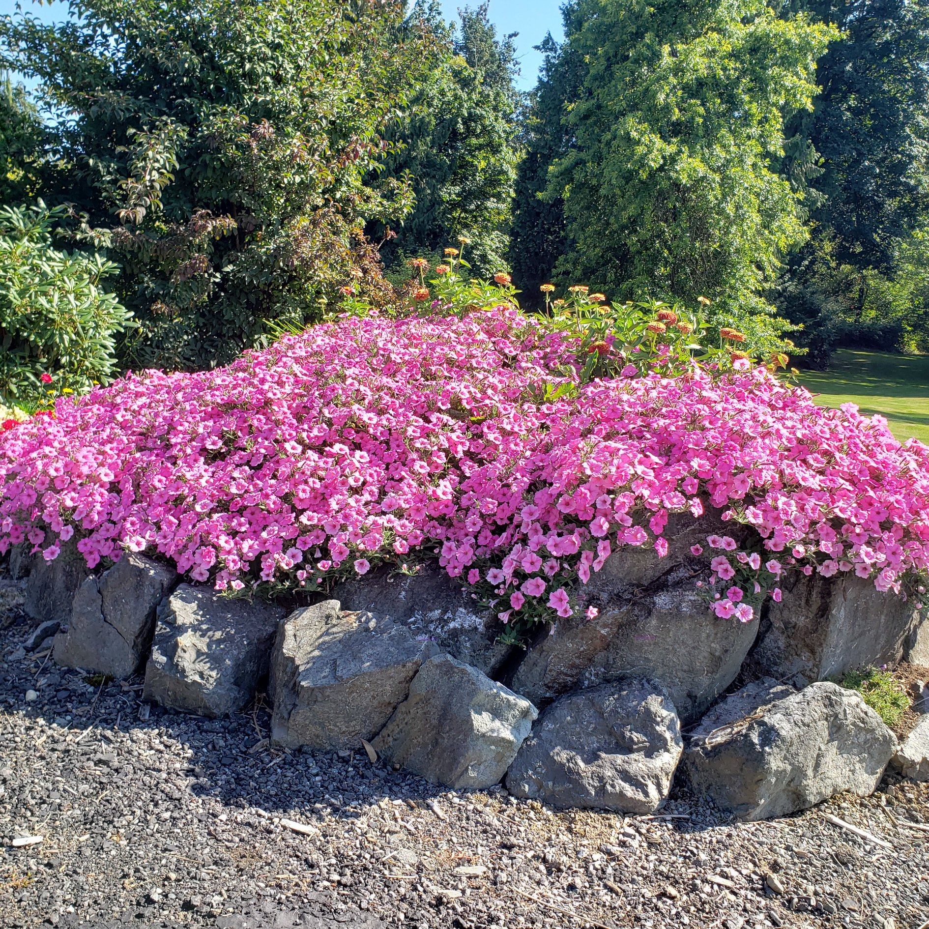 Proven - We have new annuals NOW AVAILABLE in our online store