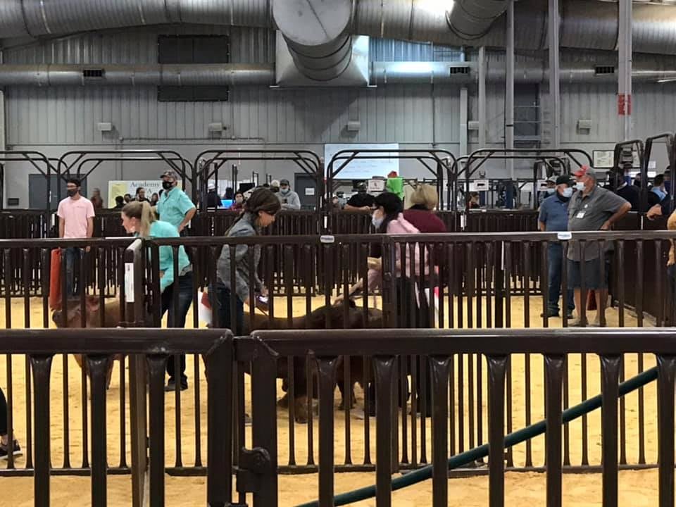 Belton ISD - The action is underway at the annual Bell...