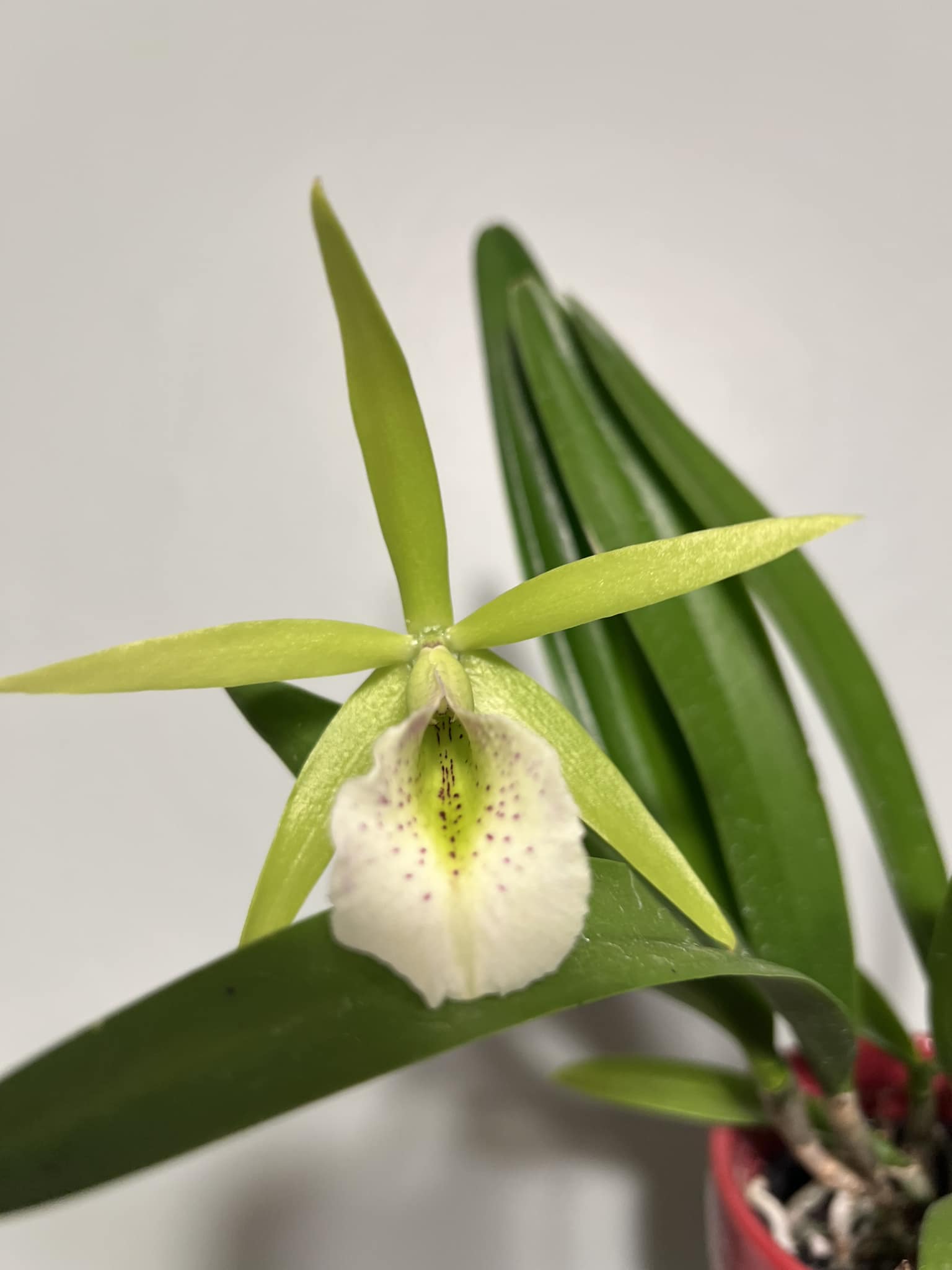 Happy Tuesday! This November we're highlighting Pcv. Key Lime