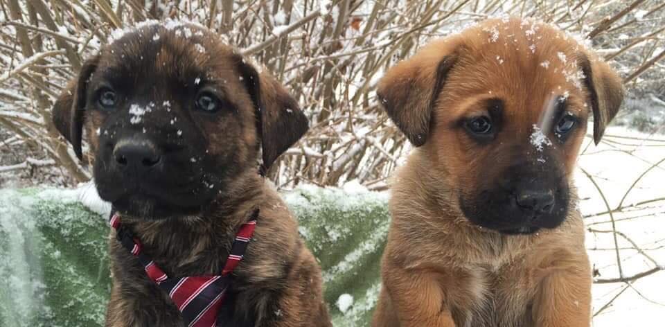 🐾 SCARS... - Second Chance Animal Rescue Society - Alberta | Facebook