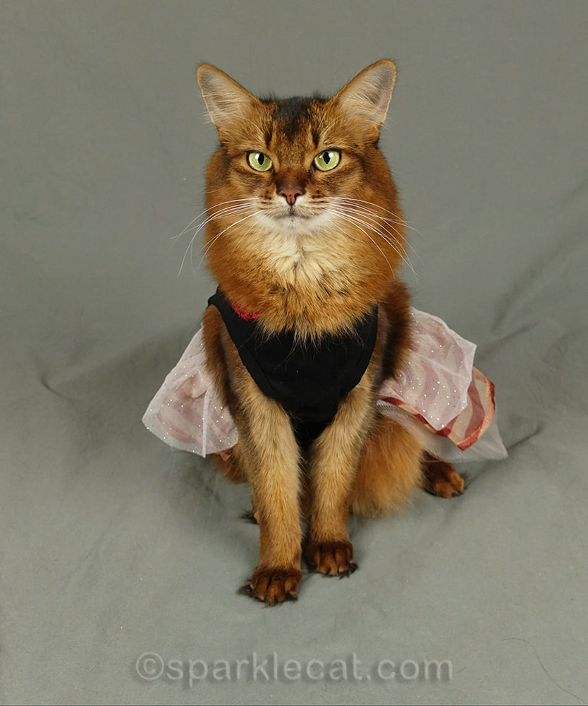 cat holiday dress They USED to make pet dresses that fit me well! Here I am modeling a nice from a past season. Link is in the comments. Isn't it cute? Australian Black