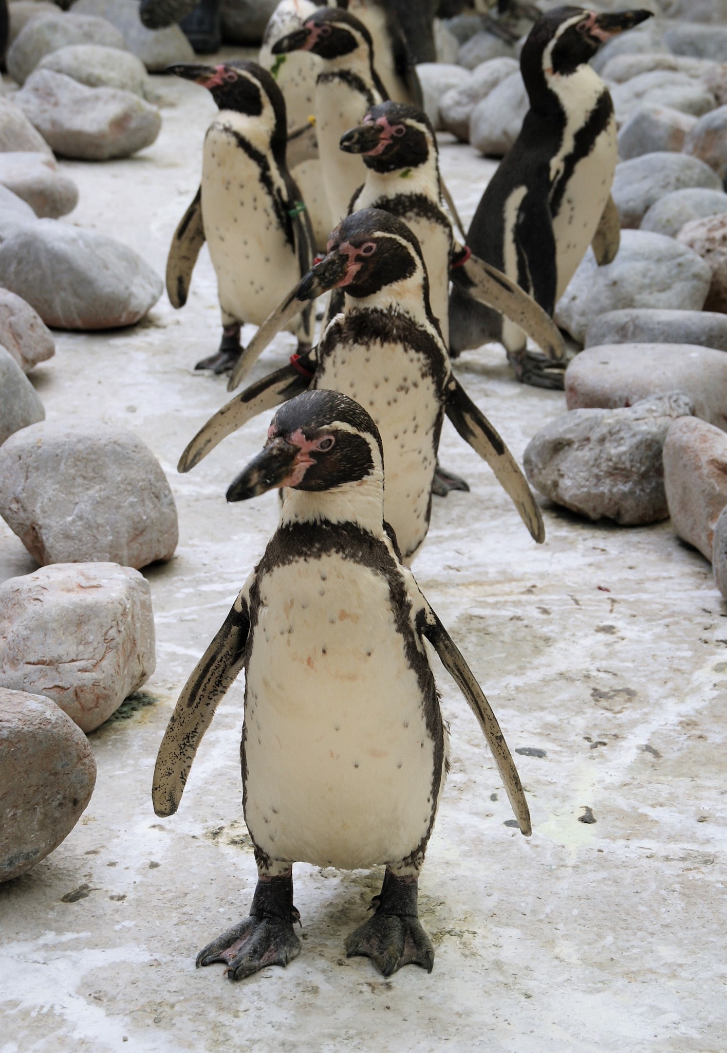 Wingham Wildlife Park - Happy 🐧 Awareness Day! If you weren't already ...