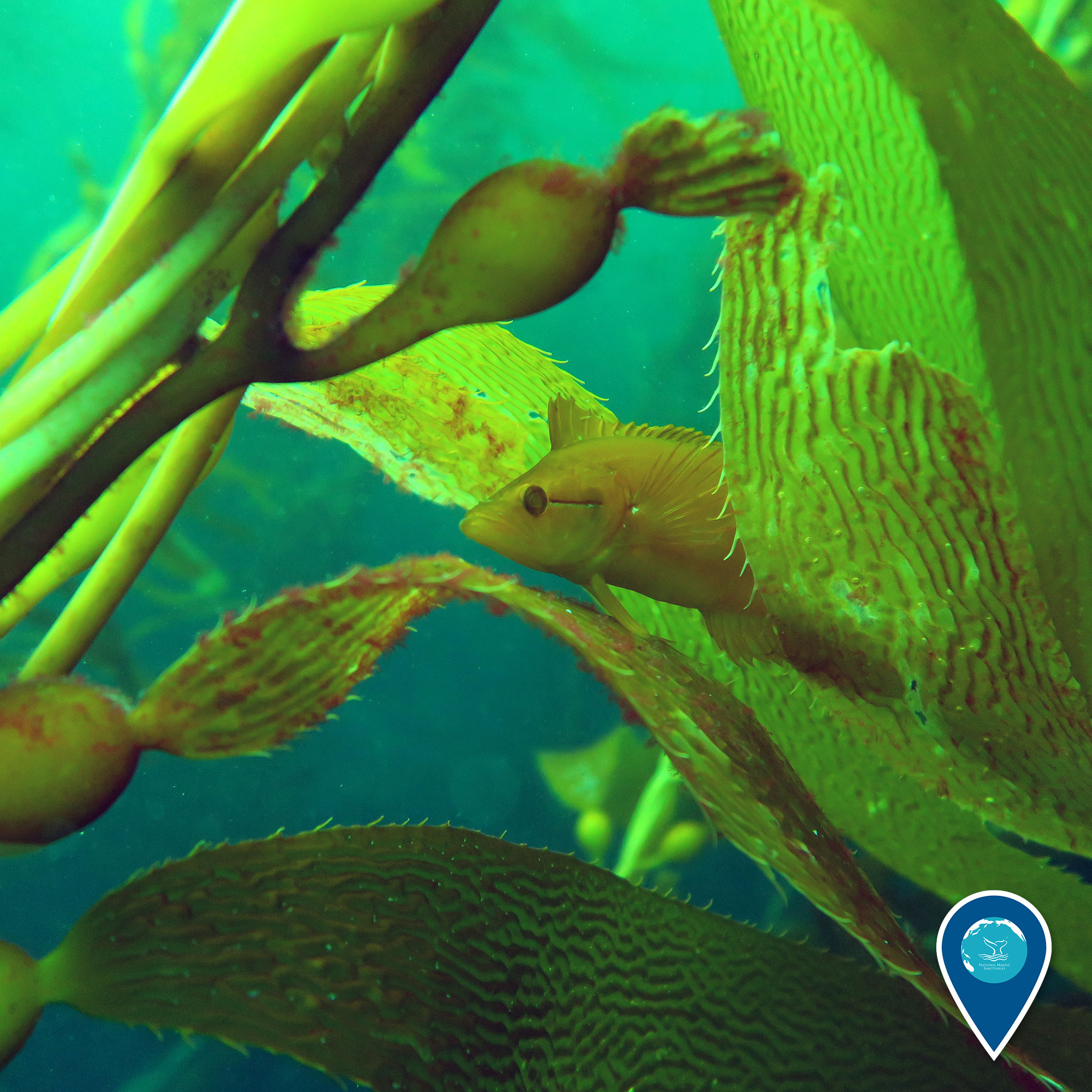 Photo inspiration: Visual Reference: Noaa Peek A Boo Did You Know One Third Of