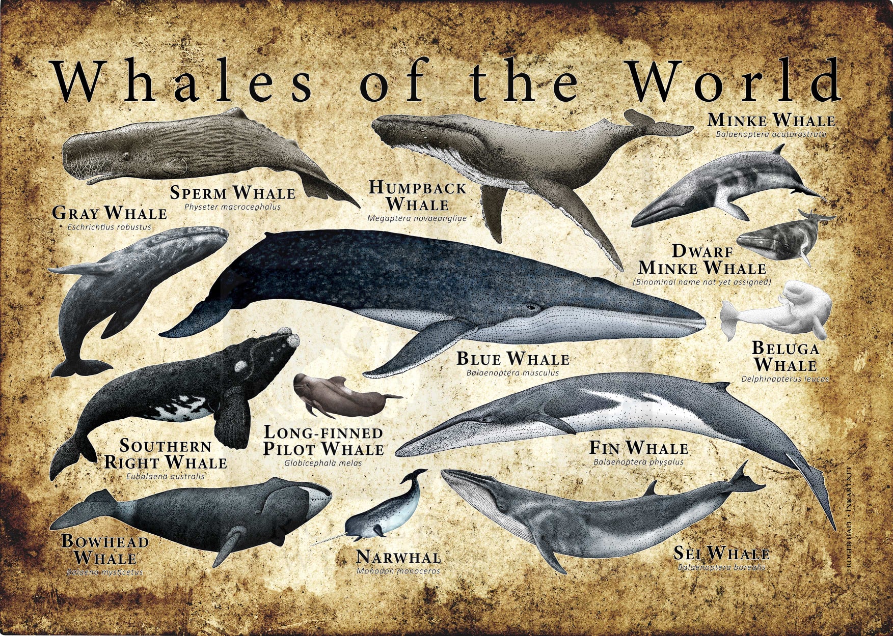 Wildlife Art by Roger Hall - There are ninety species of whales in the ...