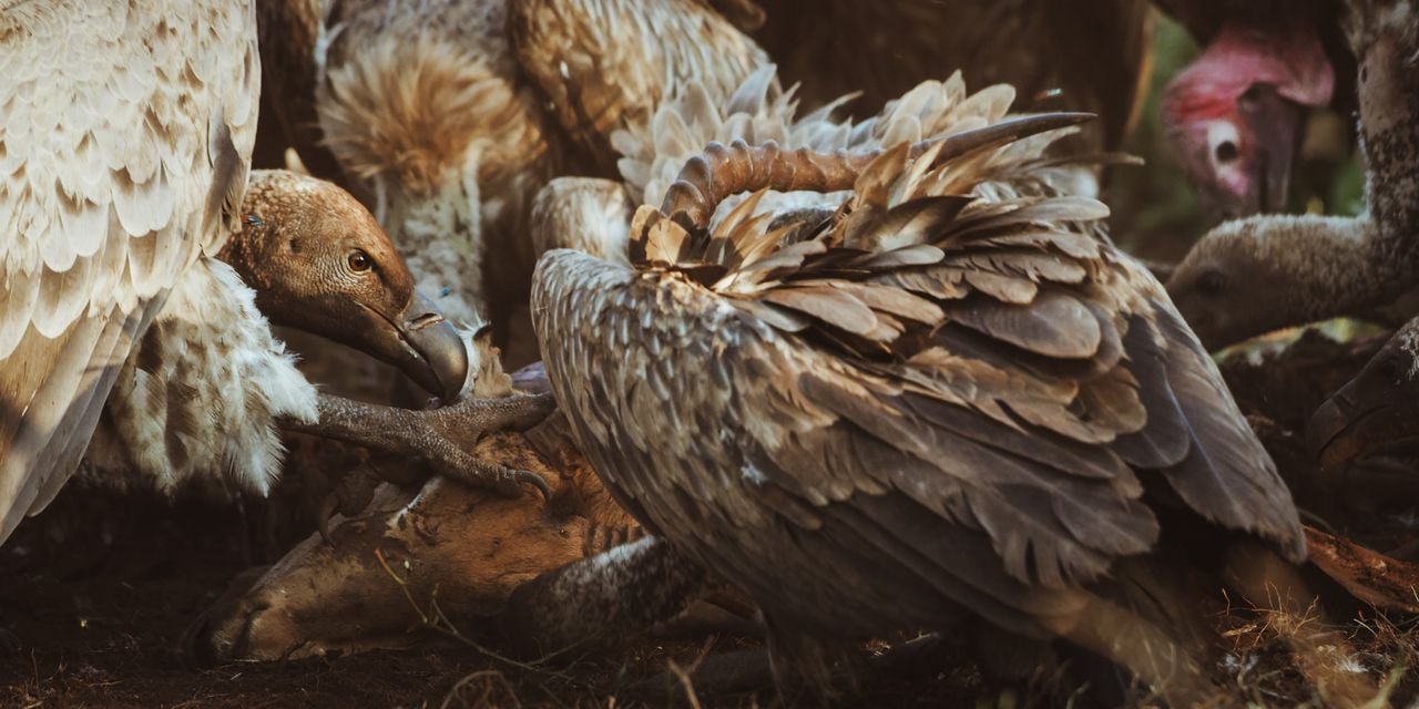 Kruger National Park - Vultures are among the most dramatic raptors ...