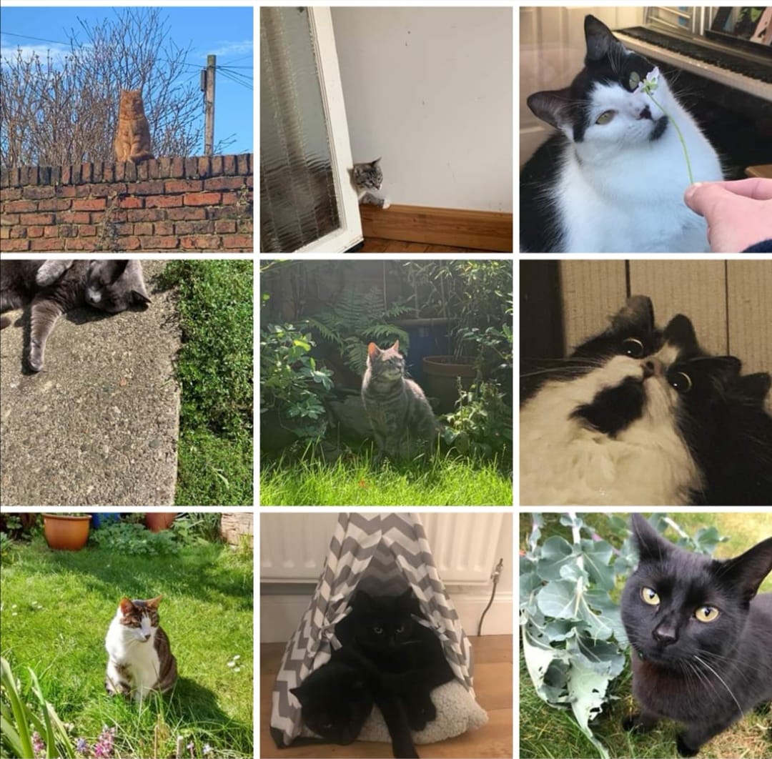 Cats of lochend colonies | Facebook