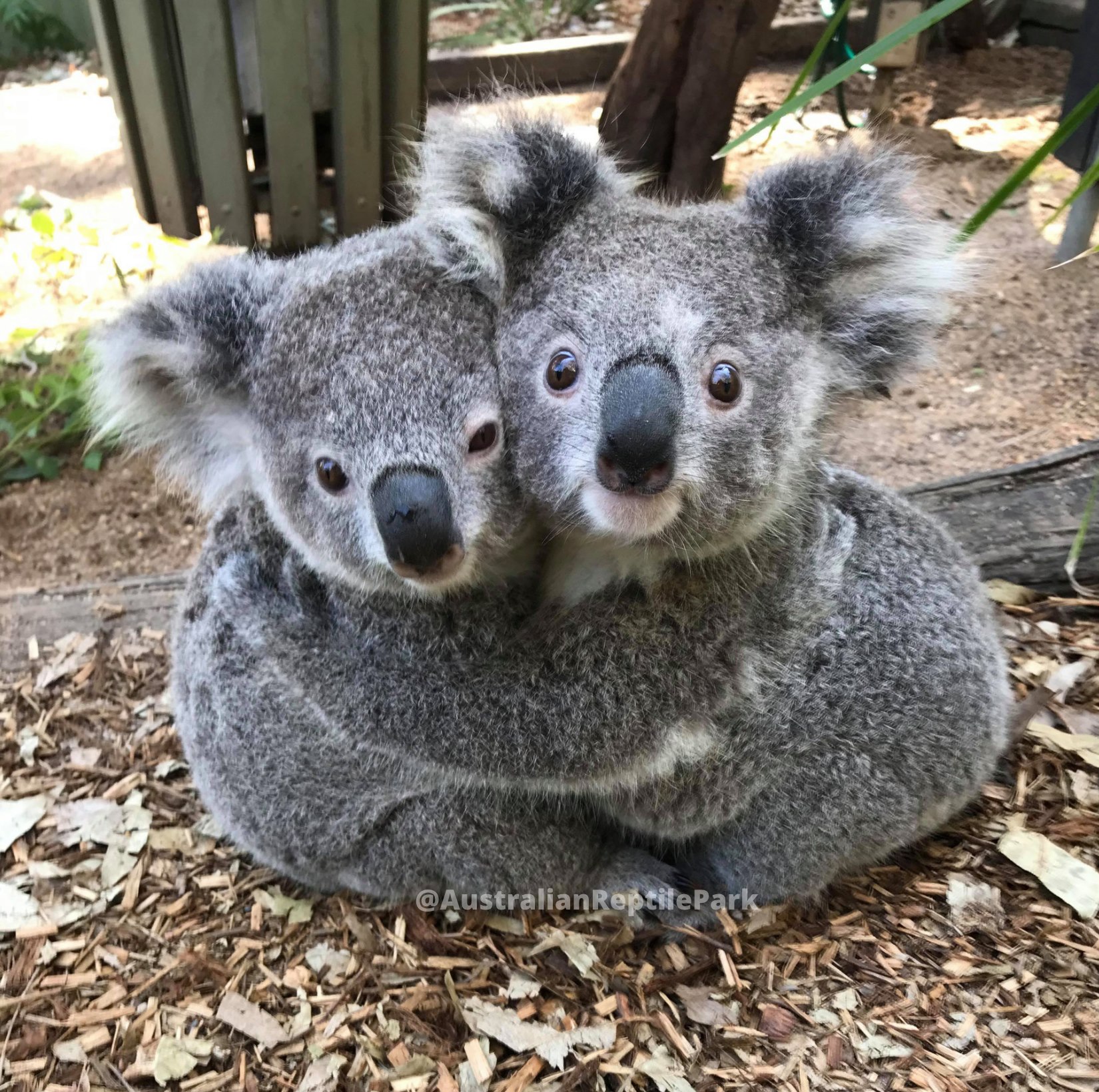 Twiggy and Ash the koala joeys have become best friends! ❤️?