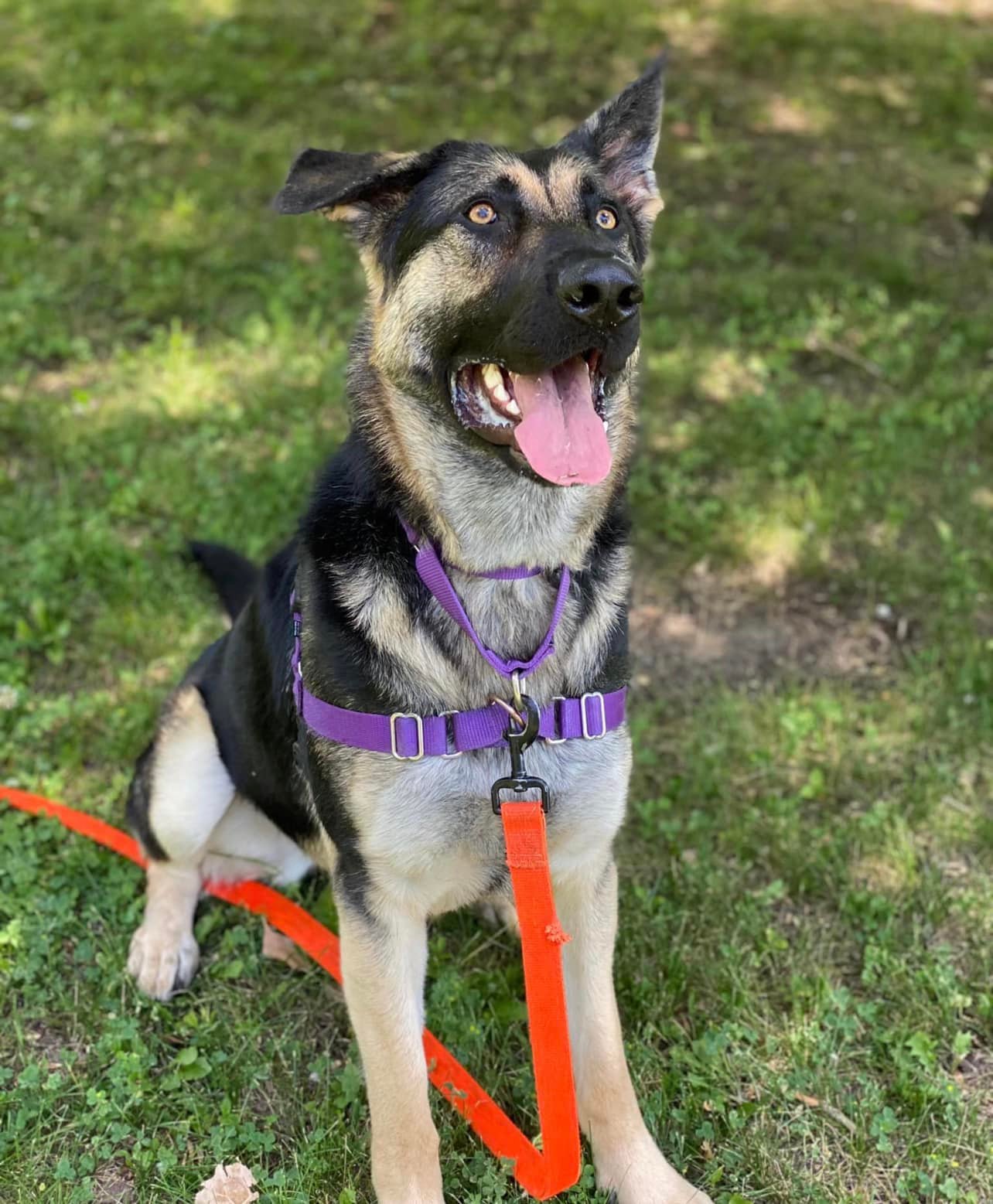 103.9 WVBO - Meet Zara! All 90 pounds of her! Who’s NOT...