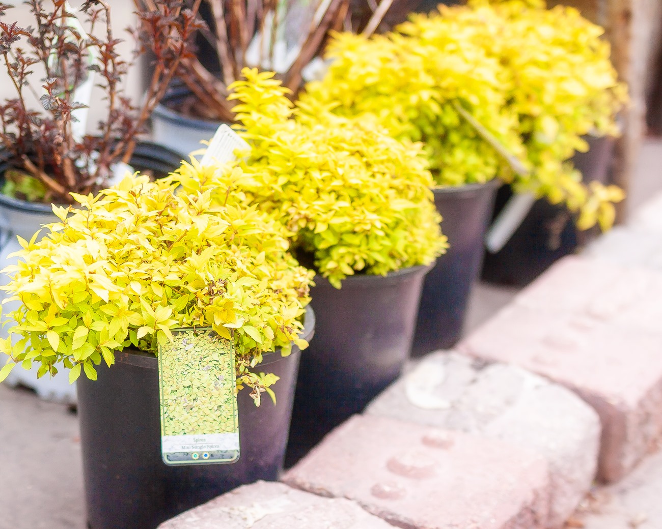 Dutch Saskatoon An Exciting New Spirea The Mini Sunglo Is A True Dwarf Version Of The Well Known Goldflame Spirea Featuring Bright Yellow Leaves Pink Flowers And Spectacular Fall Colour This Spirea