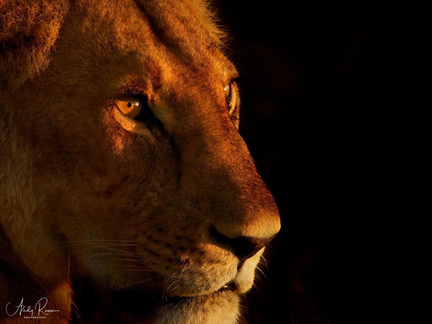 A beautiful lioness in the kind... - Andy Rouse Photography | Facebook